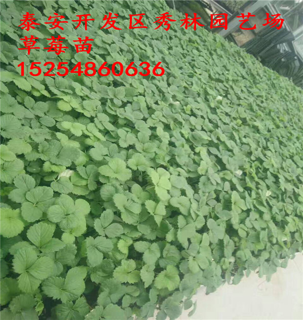 六枝特醉飞草莓苗批发基地