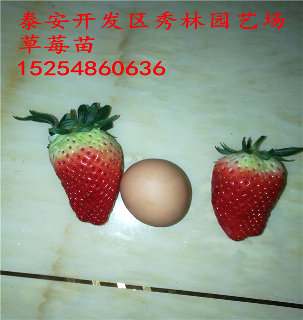 北关越心草莓苗基地批发