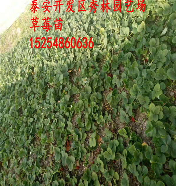 德清县甜宝草莓苗哪里有
