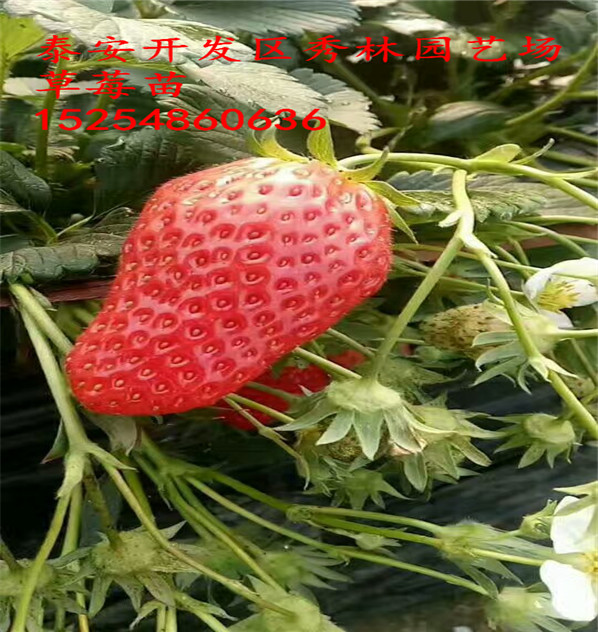 文山京郊小白草莓苗低价批发供应