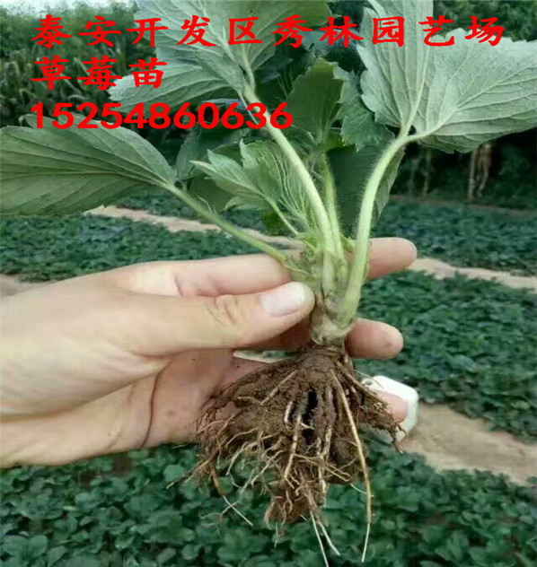 米脂县圣诞红草莓苗哪里出售