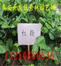 源汇章姬草莓苗多少钱一棵