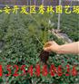 赤城县紫金香玉草莓苗哪里多