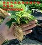 洪江土特拉草莓苗低价批发供应
