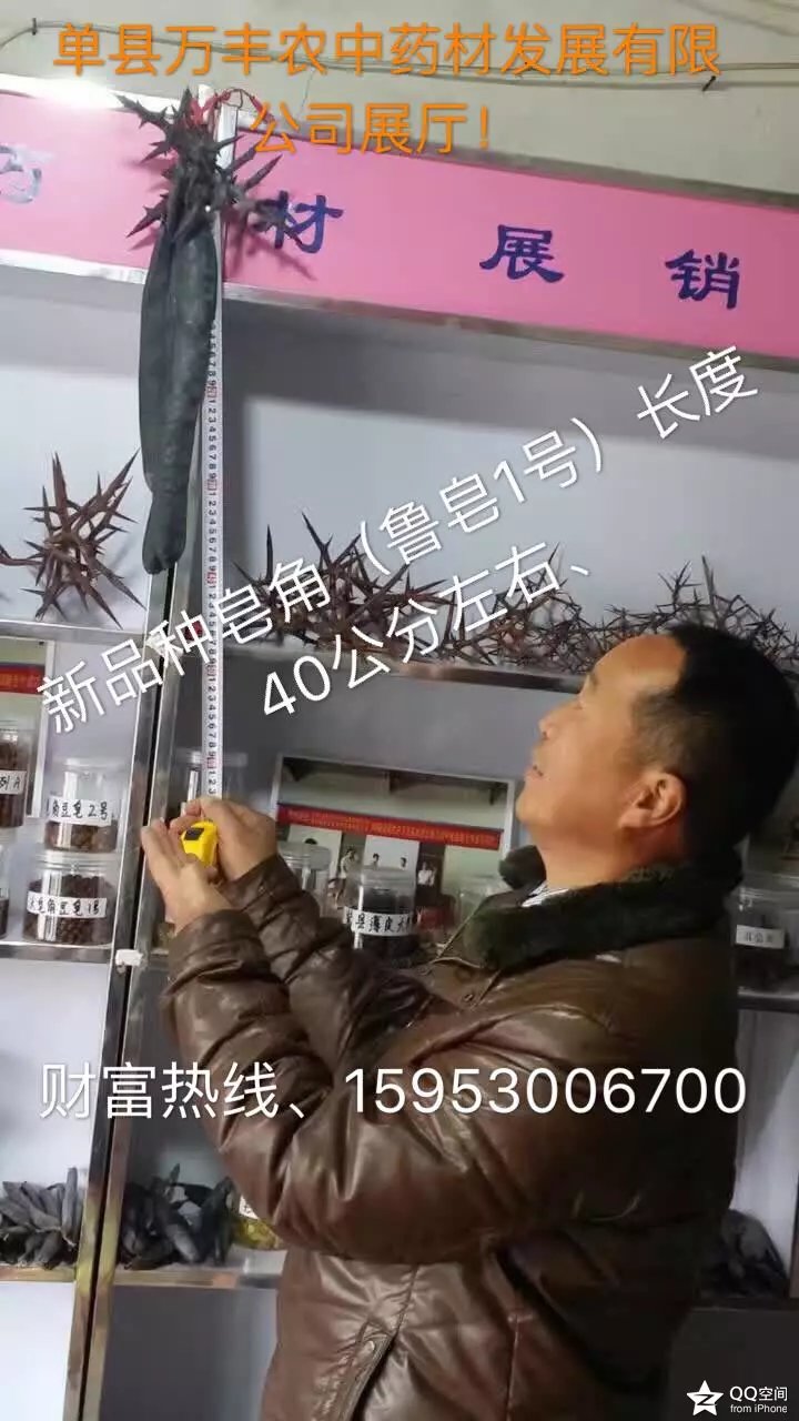 皂角籽、苗、树  鲁皂一号  皂角树