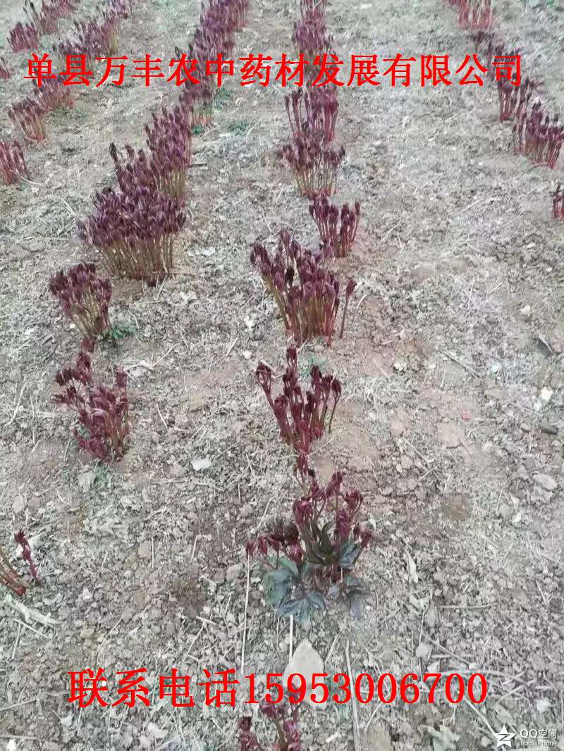 山东赤芍种苗批发  四川赤芍种苗  东北赤芍种苗