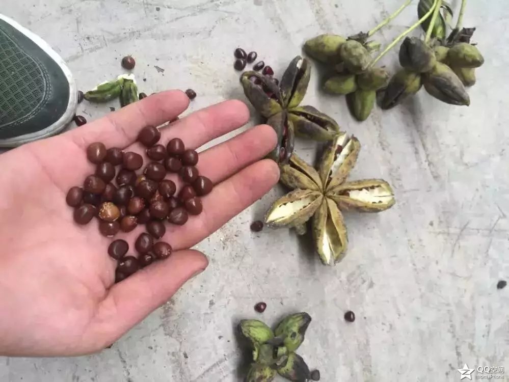 赤芍种苗、种子  东北赤芍  内蒙赤芍  鄂尔多斯赤芍