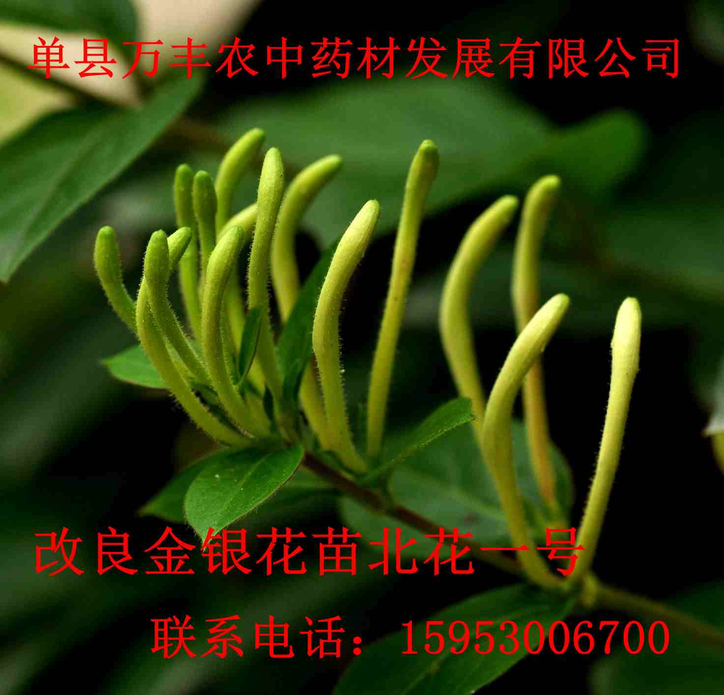 改良品种金银花 北花一号  山东金银花苗  河南金银花苗  江苏金银花苗