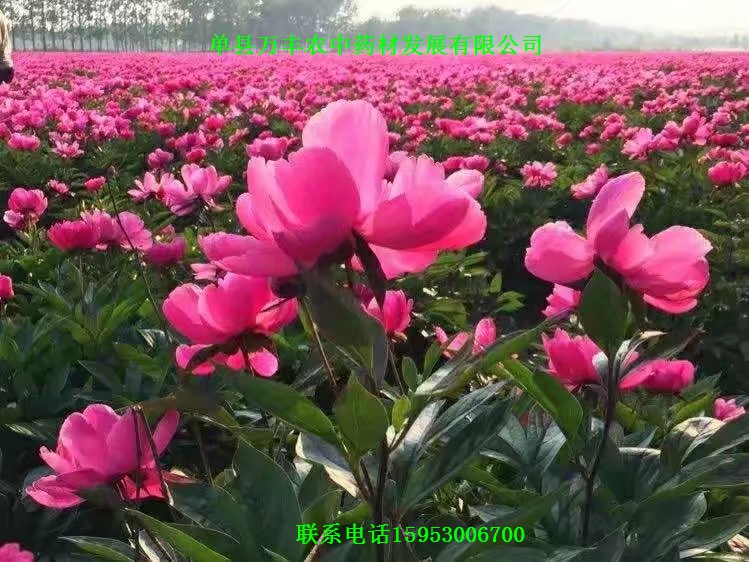 山东白芍种苗批发  四川白芍种苗  贵州白芍种苗