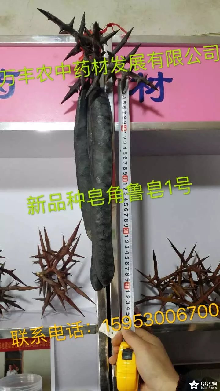 皂角籽。苗、树 鲁皂一号  山东皂角种苗  四川皂角种苗  贵州皂角种苗