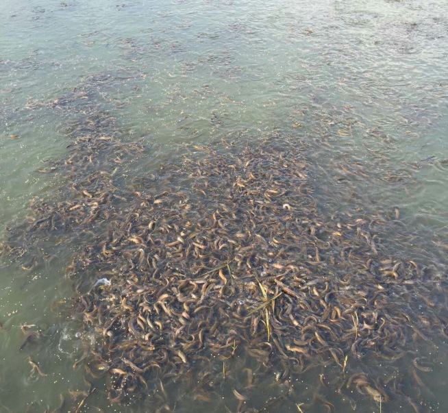 岳阳泥鳅养殖技术_岳阳那里有泥鳅苗出售  厂家价格