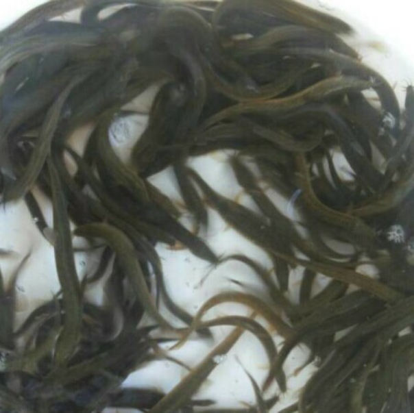 岳阳在什么地方可以买到泥鳅苗_岳阳那里有  厂家价格
