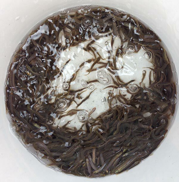 岳阳泥鳅苗那里有_岳阳泥鳅苗出售  厂家价格