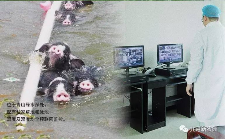 国宝宁乡花猪哪里有卖的_九月新农园低价促  厂家价格