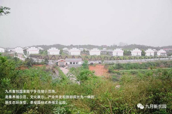 国宝宁乡花猪多少钱一斤_九月新农园不二之  厂家价格