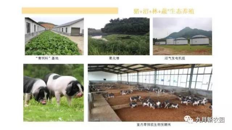 宁乡花猪营业价值_九月新农园物美价廉  厂家价格