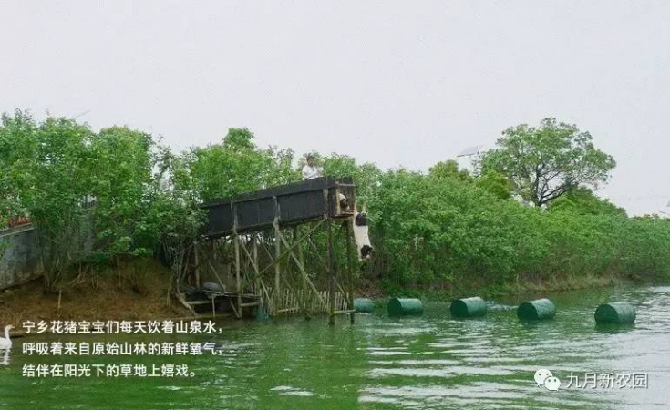 湖南宁乡花猪多少钱一斤_九月新农园低价促  厂家价格
