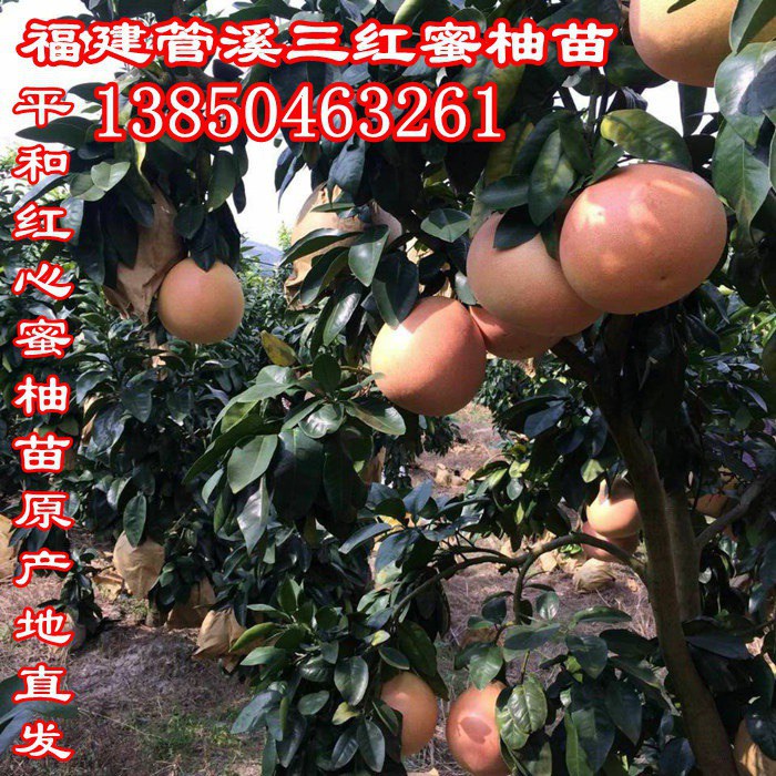 红心蜜柚苗  厂家价格