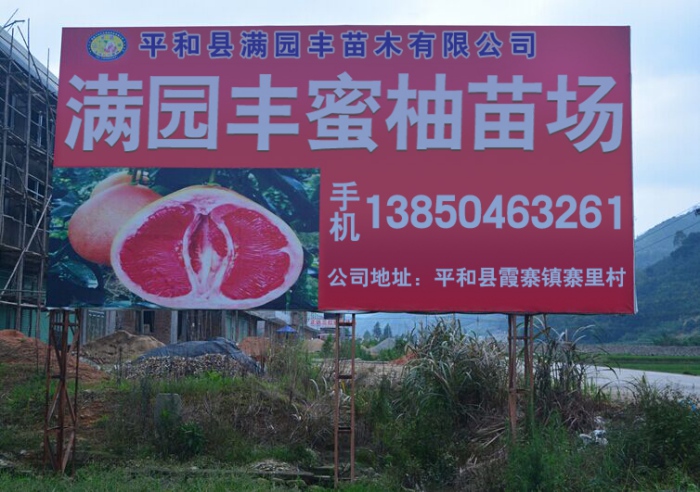 红肉蜜柚苗  厂家价格