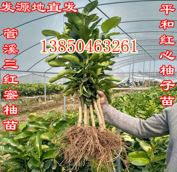 平和管溪红心柚子苗  厂家价格
