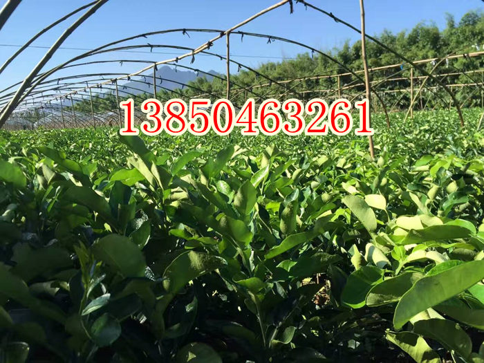 三红蜜柚苗价格  厂家价格
