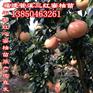 红心蜜柚苗