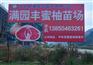 红肉蜜柚苗