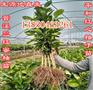平和管溪红心柚子苗