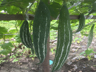 蛇瓜 泰国杂交蛇瓜 蛇瓜种植方法  泰国蛇瓜