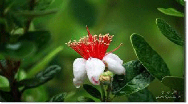 菲油果 费约果种植方法 斐济果好吃  菲油果种植技术  费约果好吃
