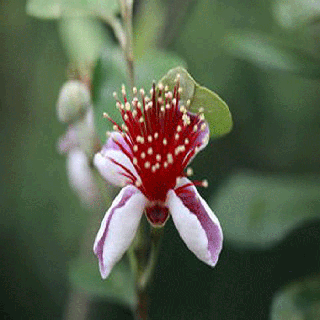 菲油果 费约果种植方法 斐济果好吃  菲油果种植技术  费约果好吃