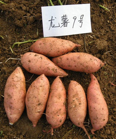 龙薯9号