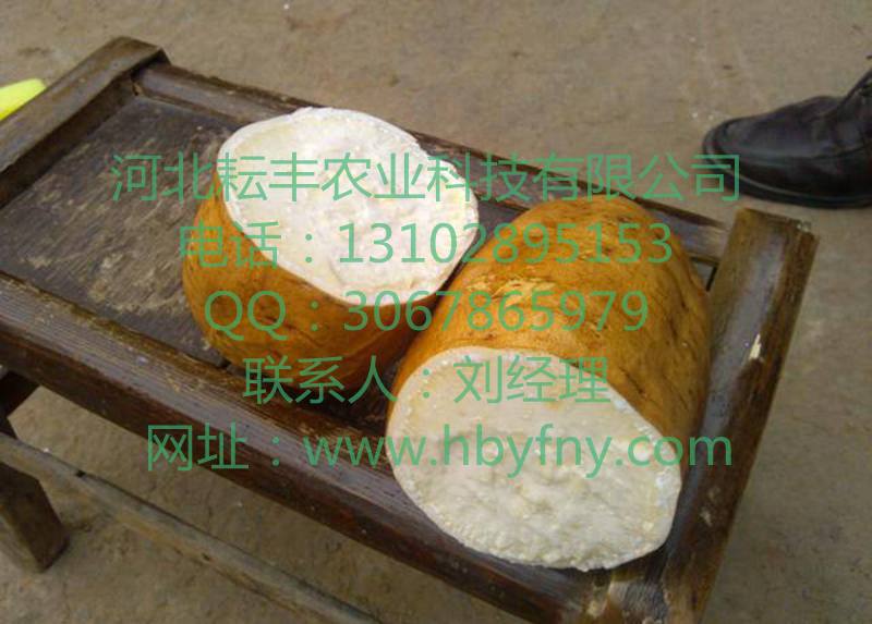 烟薯14红薯市场行情  红薯行情