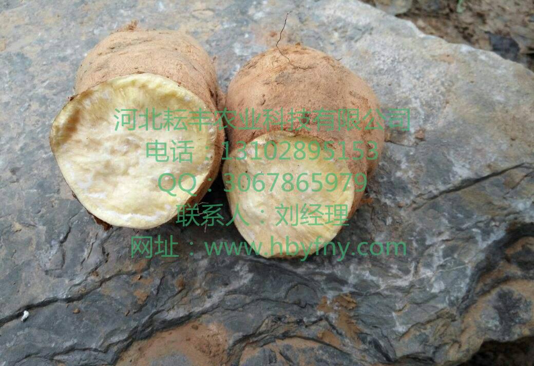 北京553红薯报价
