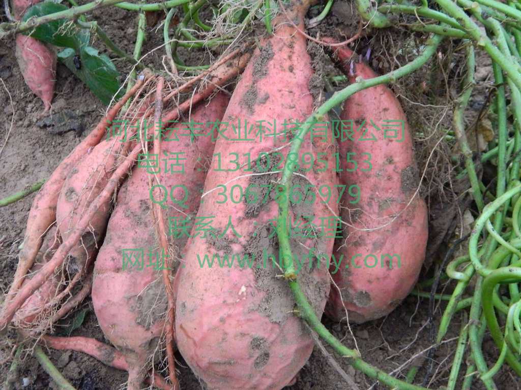 商薯19高淀粉红薯种植基地  红薯基地