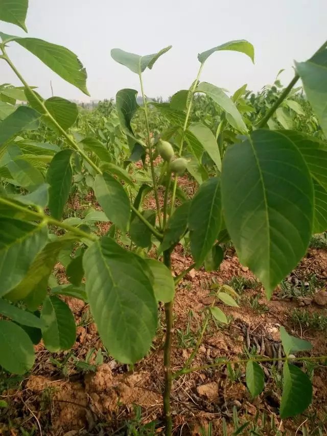 冠核一号核桃苗  优质核桃苗  核桃苗批发