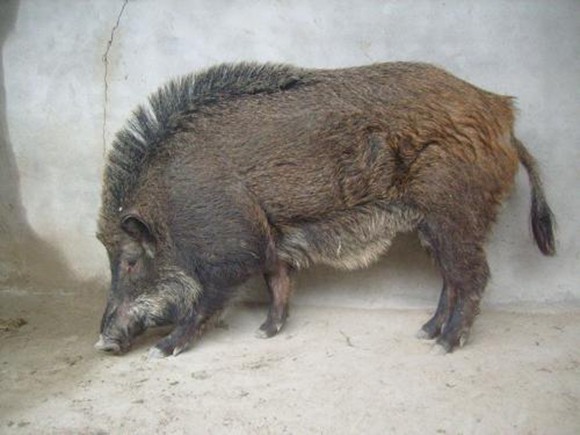 纯种野猪价格