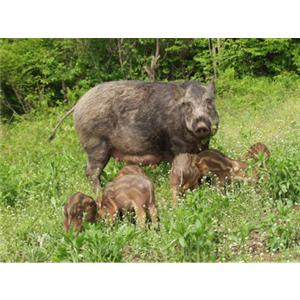 纯种野猪肉价格  野猪价格