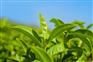 绿茶提取物 茶多酚