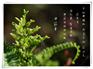 伸筋草提取物