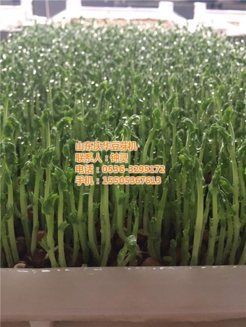 芽苗菜_青州庆华豆芽机种子哪里买_芽苗菜&nbsp;&nbsp;芽苗菜催芽机发芽&nbsp;&nbsp;芽苗菜微工厂&nbsp;&nbsp;芽苗菜技术加盟