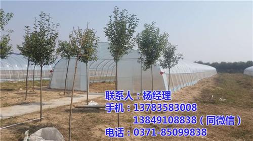 鹤壁温室大棚、【欣荣温室工程】、温室大棚 温室大棚建设 温室大棚价格 温室大棚种类