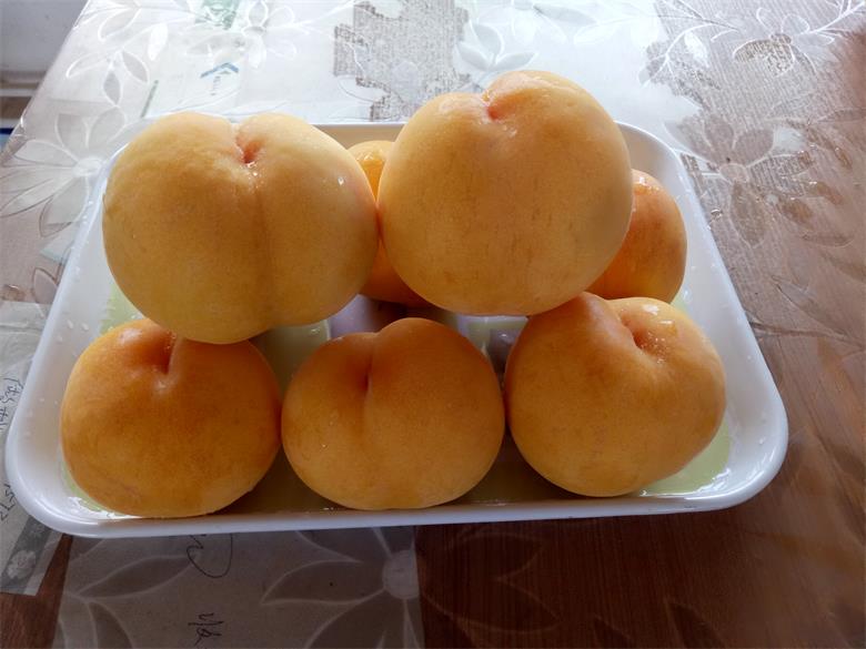 绿然特早熟黄桃桃树苗【好！很好！非常好！