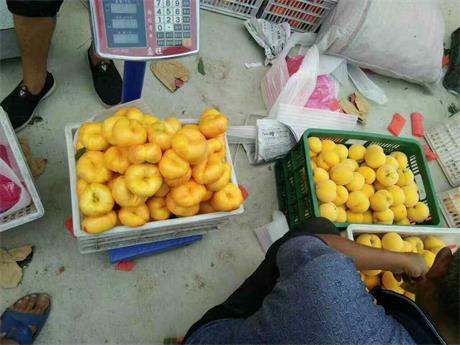 【壁咚~您有一条新消息~】出售新品种风味 黄桃桃苗 蟠桃树苗