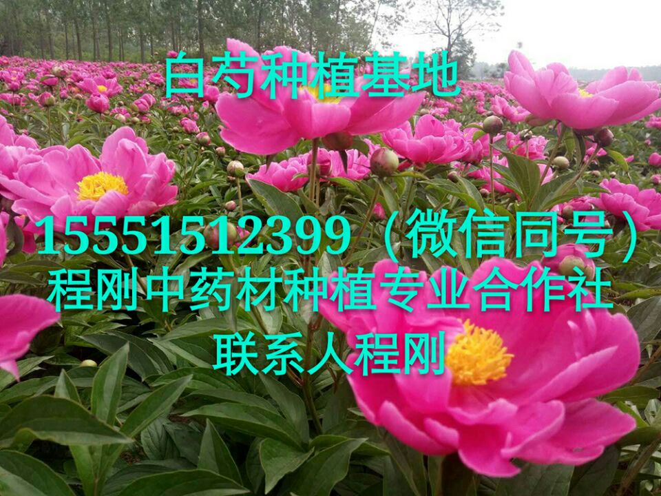 亳州白芍种子价格白芍籽苗批发芍药种苗种植基地  白芍芽子  白芍苗