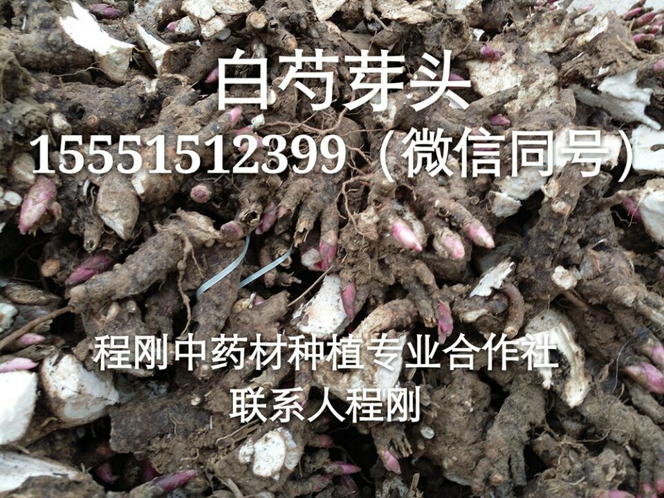 亳州白芍种苗价格白芍栽子产地批发  白芍种子