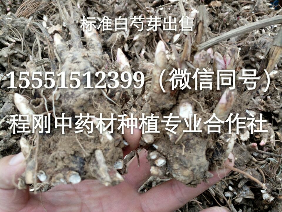 亳州白芍种苗价格白芍栽子产地批发  白芍种子