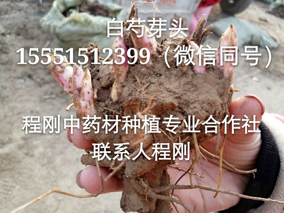 亳州白芍种苗价格白芍栽子产地批发  白芍种子