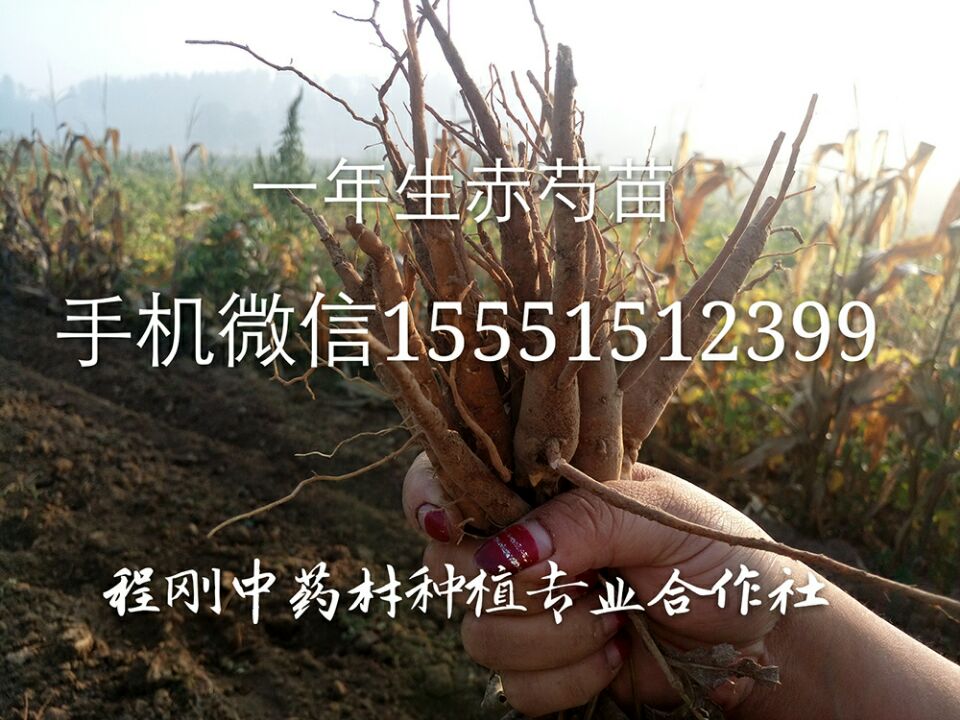 亳州芍药苗出售芍药秧苗价格芍药栽子批发种植基地  芍药种子  芍药籽