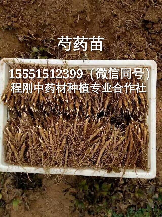 亳州芍药苗出售芍药秧苗价格芍药栽子批发种植基地  芍药种子  芍药籽